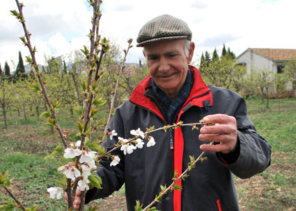 Miguel observa un cerezo florido plantado hace un año por alumnos del IES H. Lanz 