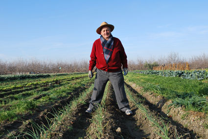 En estos días Antonio escarda el cebollino y prepara la tierra para las lechugas 