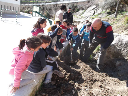 Plantación de encinas, pinos y majuelos en los alrededores del cole 