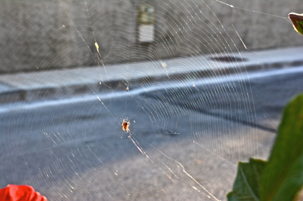 ¿acaso era parte de esa tela de araña que tenía montado el negocio de la nueva esclavitud? 