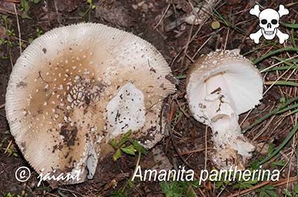 Amanita pantherina /JAIANT