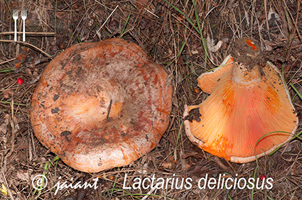 Lactarius deliciosus/JAIANT