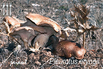 Pleurotus eryngii o Seta de cardo/JA
IANT