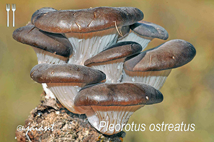 Pleurotus ostreatus o seta de chopo/JAIANT