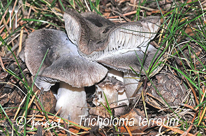 Tricholoma Terreum/JAIANT