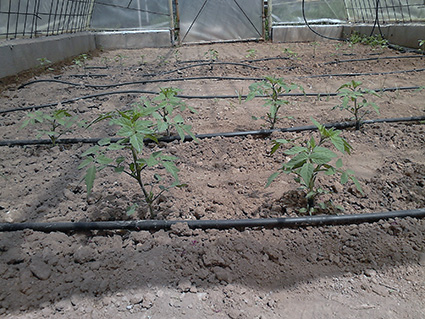 En primer plano los tomates de Diego