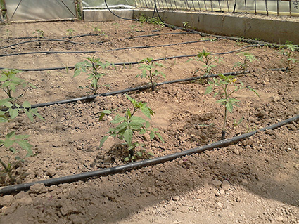 Tomates y pimientos (al fondo) de Diego 