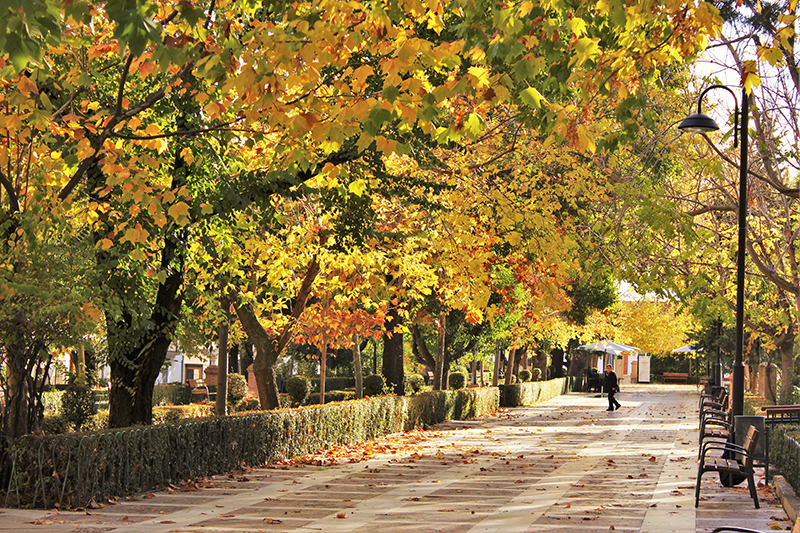 Juan Antonio Díaz Sánchez: «Dorado otoño»