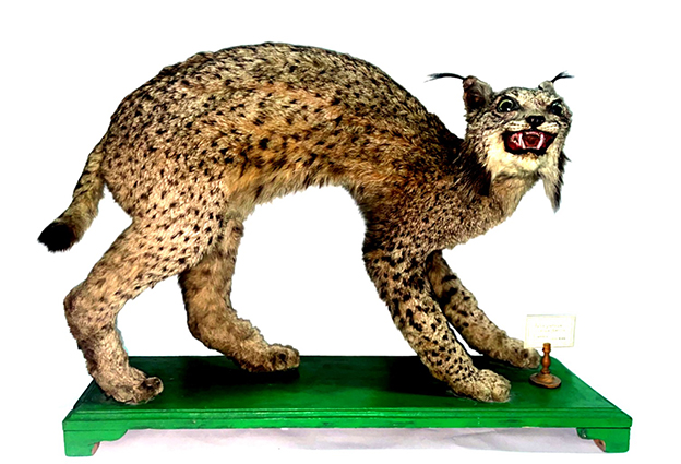 Los ‘tesoros’ de las salas de biología y geología del Museo Suárez (22): Lince ibérico