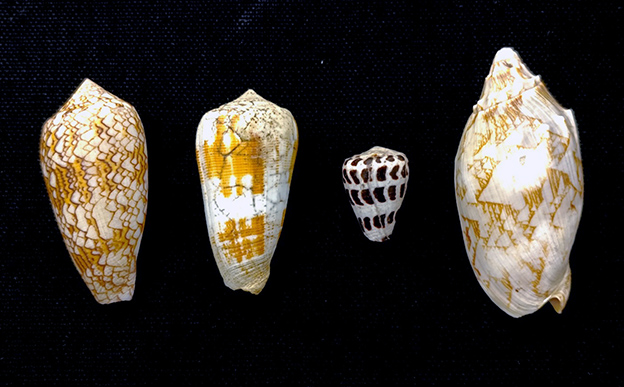 Los ‘tesoros’ de las salas de biología y geología del Museo Suárez (27): Conchas del género Conus