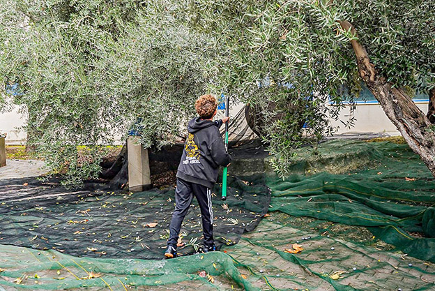 Vareadores de aceituna por unas horas en el Parque de las Ciencias