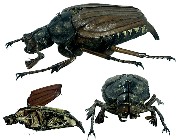 Los ‘tesoros’ de las salas de biología y geología del Museo Suárez (53): Escarabajo sanjuanero. Modelo de Auzoux