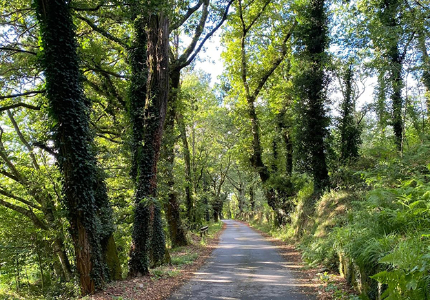 Ana Barea: «La nostalgia de Rosalía»