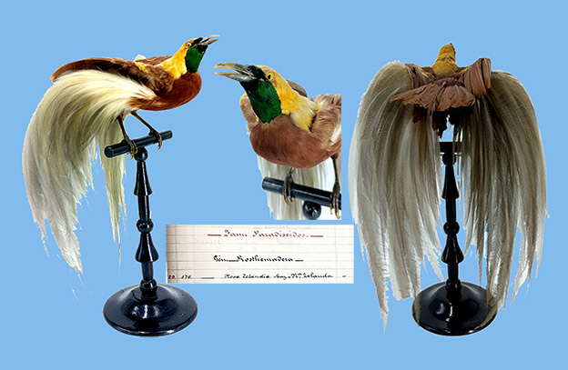 Los ‘tesoros’ de las salas de biología y geología del Museo Suárez (73): Ave del paraíso esmeralda grande