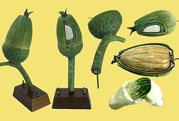 Los ‘tesoros’ de las salas de biología y geología del Museo Suárez (72): Bellota de roble