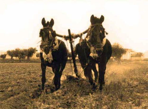 El amanecer con humo. Benalúa de las Villas… Hijos Dulces de Dios (X-C)