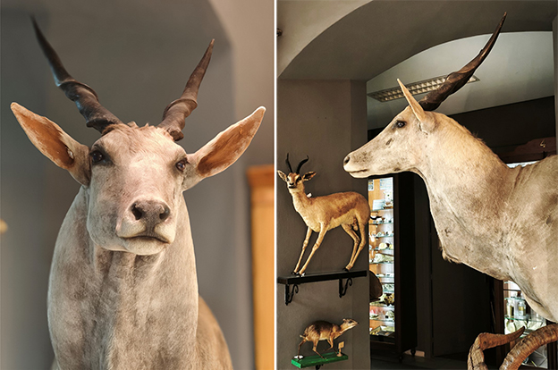Los ‘tesoros’ de las salas de biología y geología del Museo Suárez (77): Eland común
