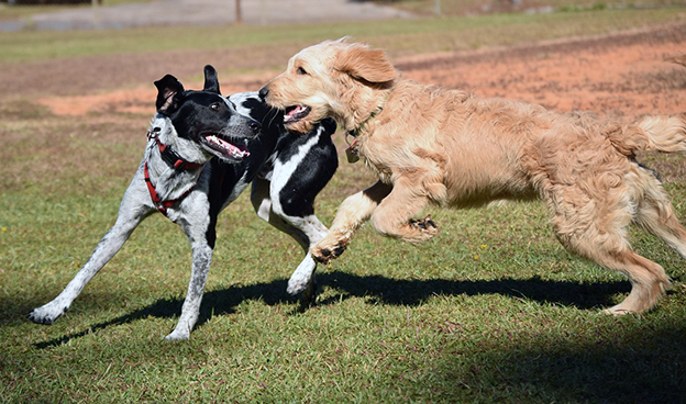 Ramón Burgos: «Azuzar»