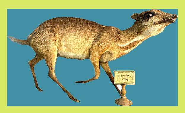 Los ‘tesoros’ de las salas de biología y geología del Museo Suárez (76): Ciervo ratón de Java